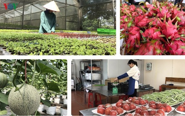 Thúc đẩy thương mại nông sản Việt – Trung trong bối cảnh dịch Covid-19